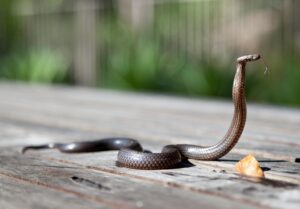 Brown snake with raised body and forked tongue on wooden surface outdoors.